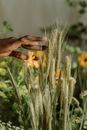 Person Holding Green Wheat