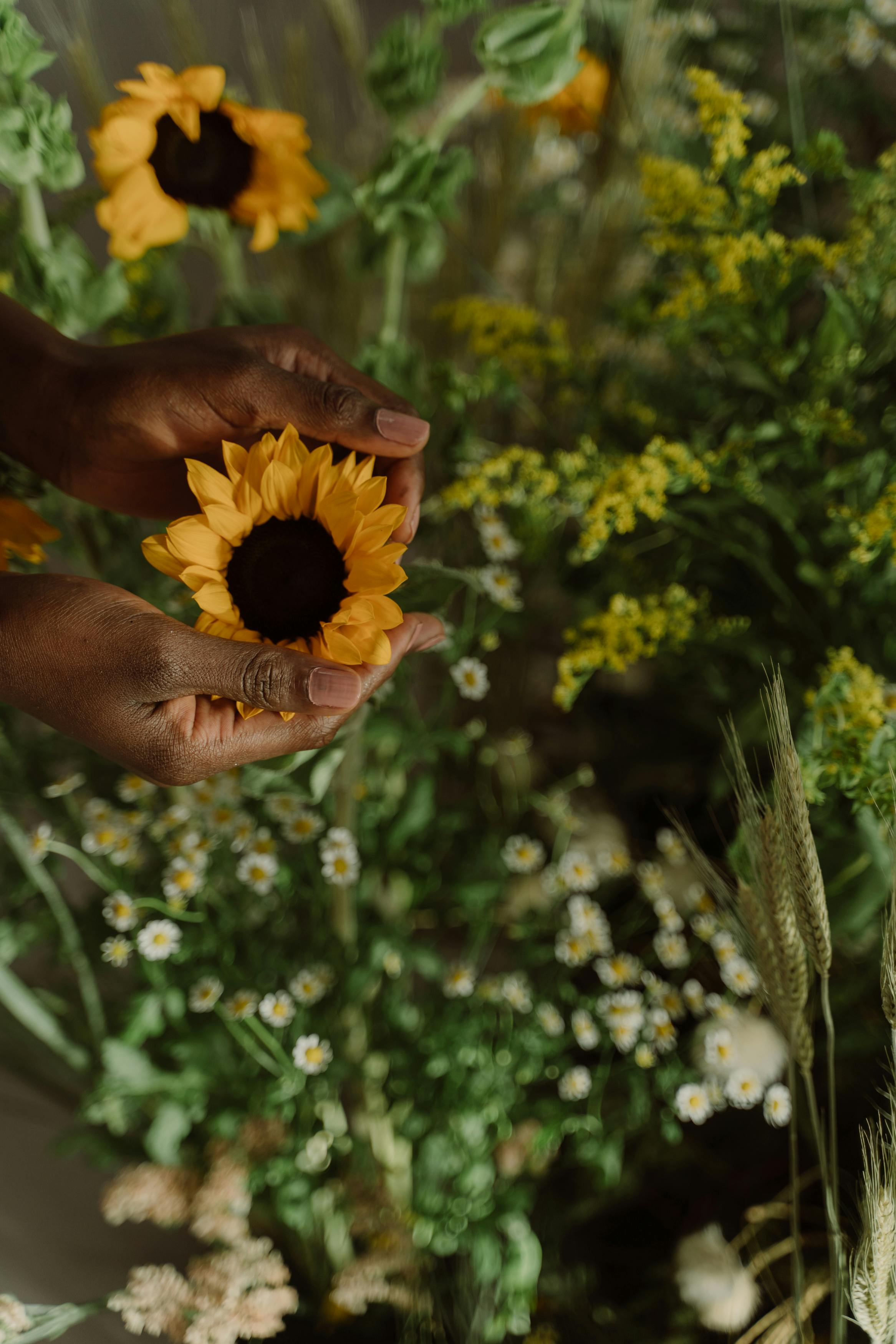 Delicate hands holding a vibrant sunflower against a backdrop of wildflowers.