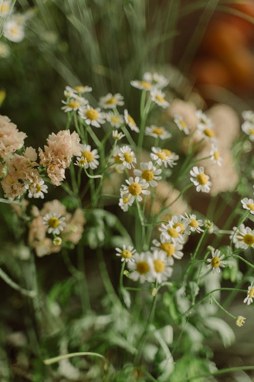 A Close-Up Shot of Chamomile Flowers
