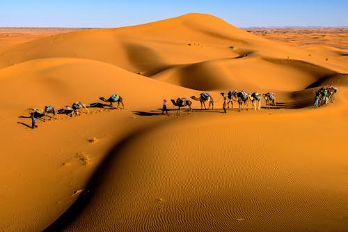 A Camels Walking on the Desert