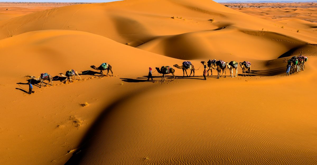 Camel caravan crossing golden sand dunes in Zagora, Morocco — the closest Sahara desert experience from Marrakech on a 2-day tour