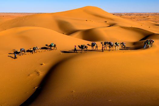 Camel caravan at sunset — Sahara — Erg Chebbi