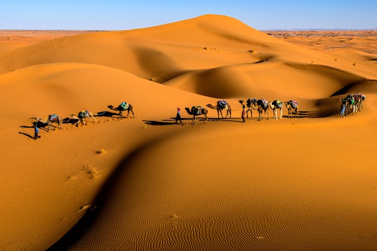 A Camels Walking On The Desert