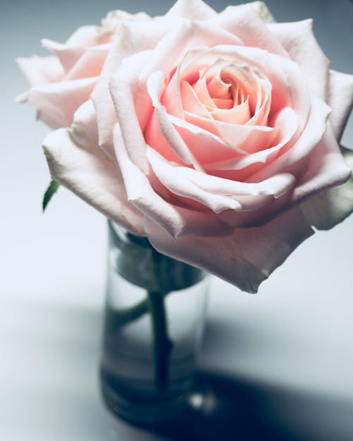 Fotografi Closeup Bunga Mawar Merah Muda Dalam Vas Kaca Bening