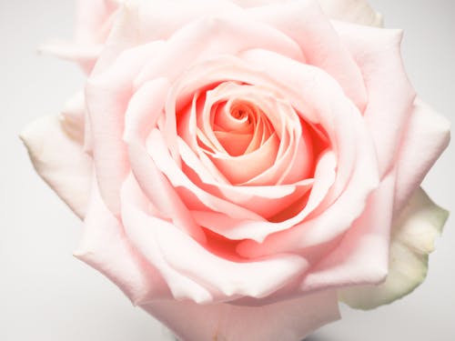 Fotografi Makro Mawar Merah Muda Pucat