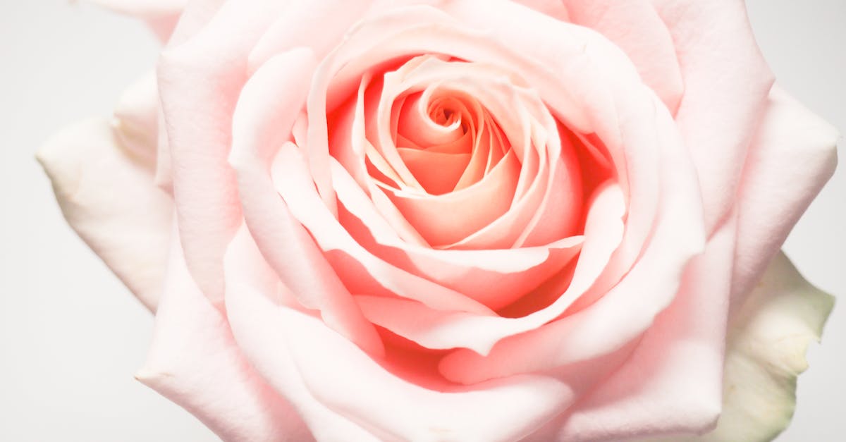 Macro Photography of Pale-pink Rose
