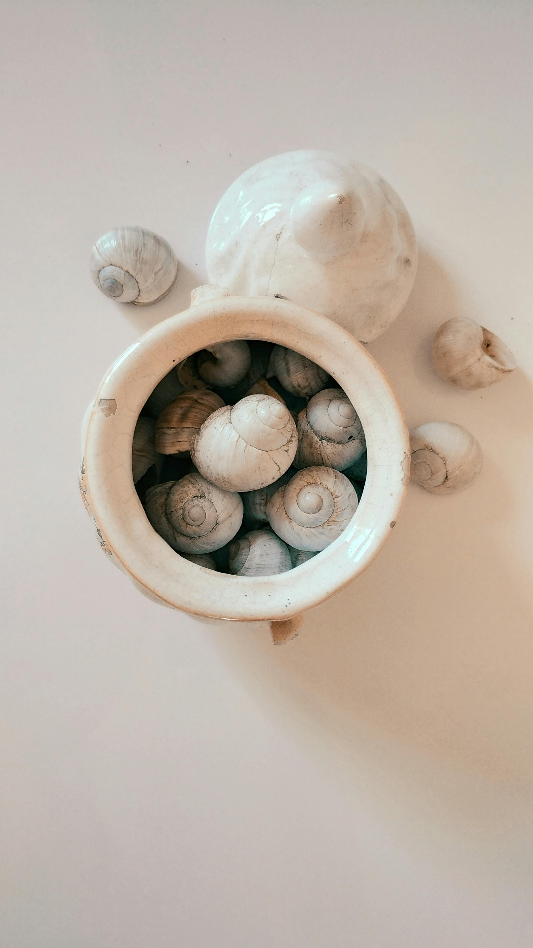 Seashells in the Ceramic Jar · Free Stock Photo