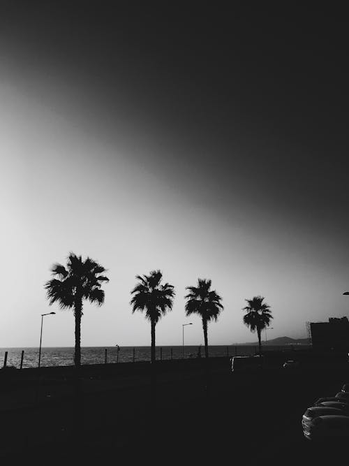 Free Black-and-White Photo of Palm Trees Near a Beach Stock Photo