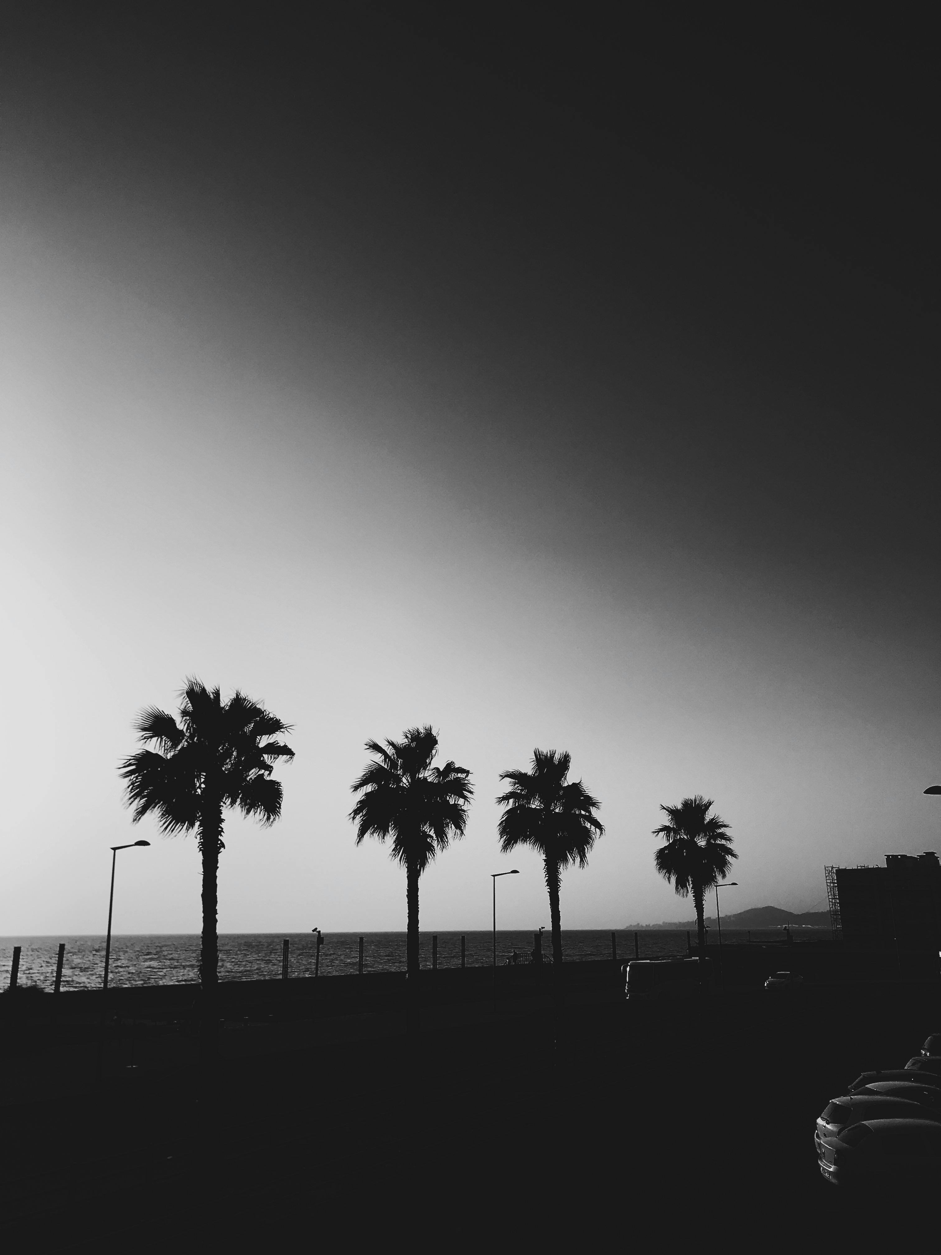 black and white pictures of palm trees