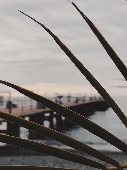 Free stock photo of palm leaf, palm leaves, pier