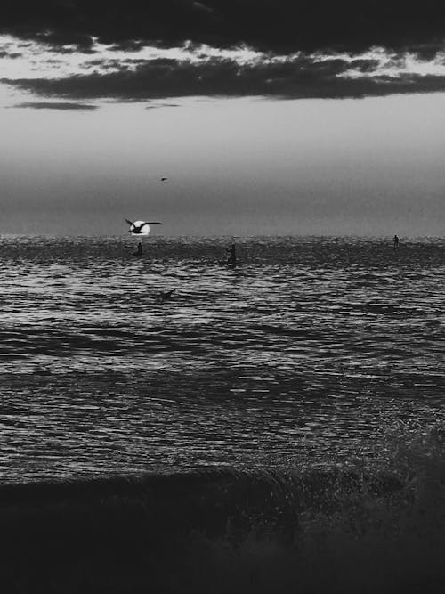 Grayscale Photo of Bird Flying over the Sea