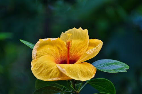 Yellow Flower in Close Up Photography