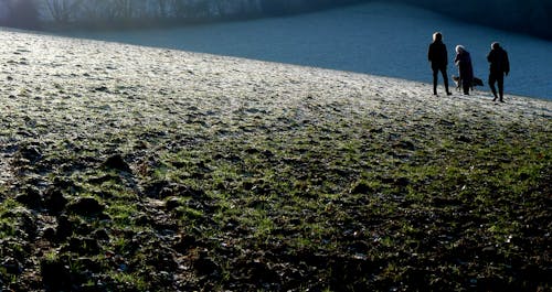 Foto profissional grátis de andando, cachorro, com frio