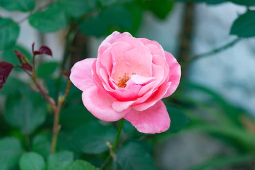 Pink Rose in Close Up Photography