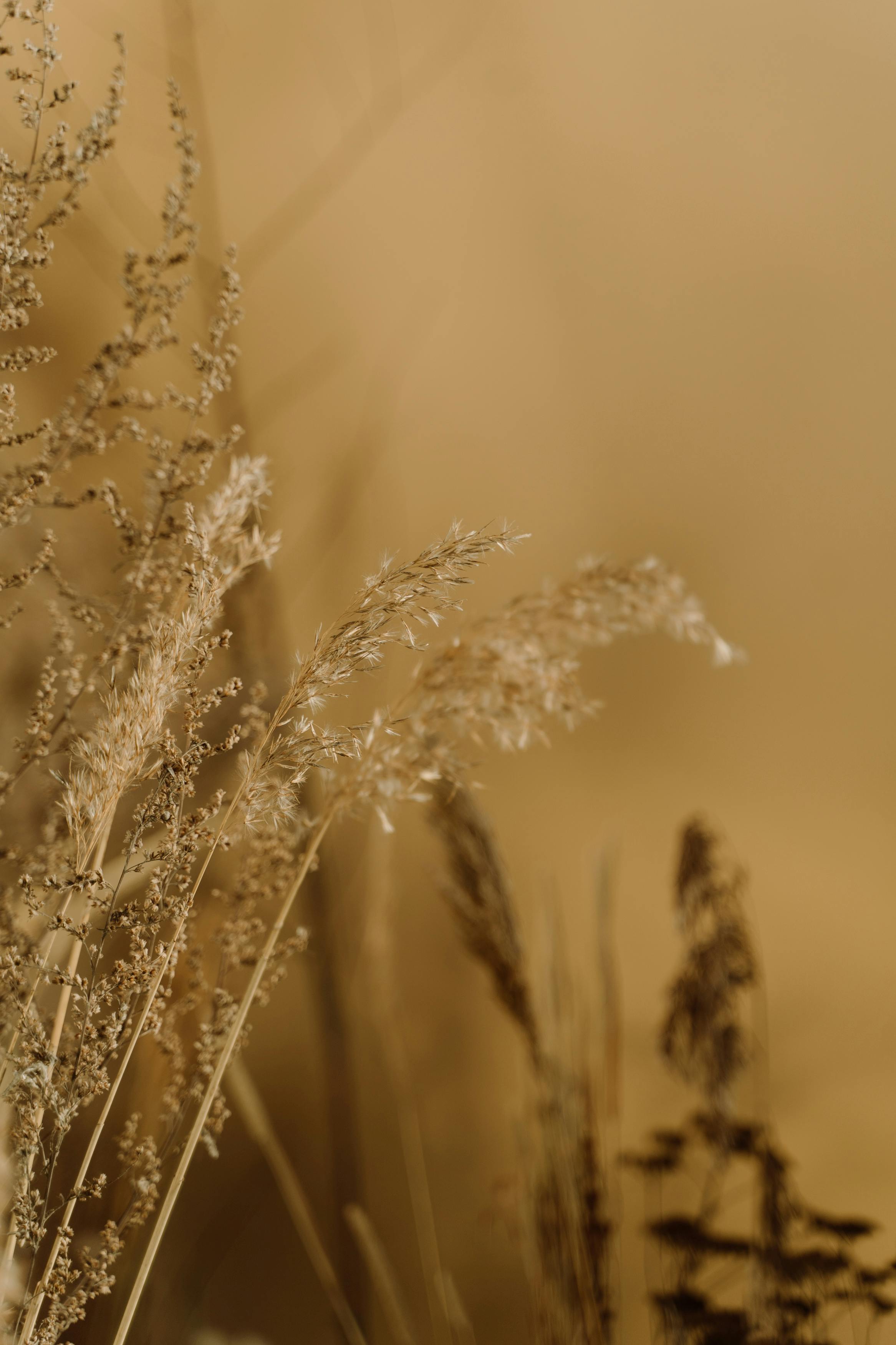 close up of dry grass