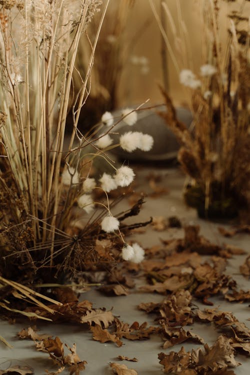 Foto d'estoc gratuïta de dispersos, flors seques, fulles seques