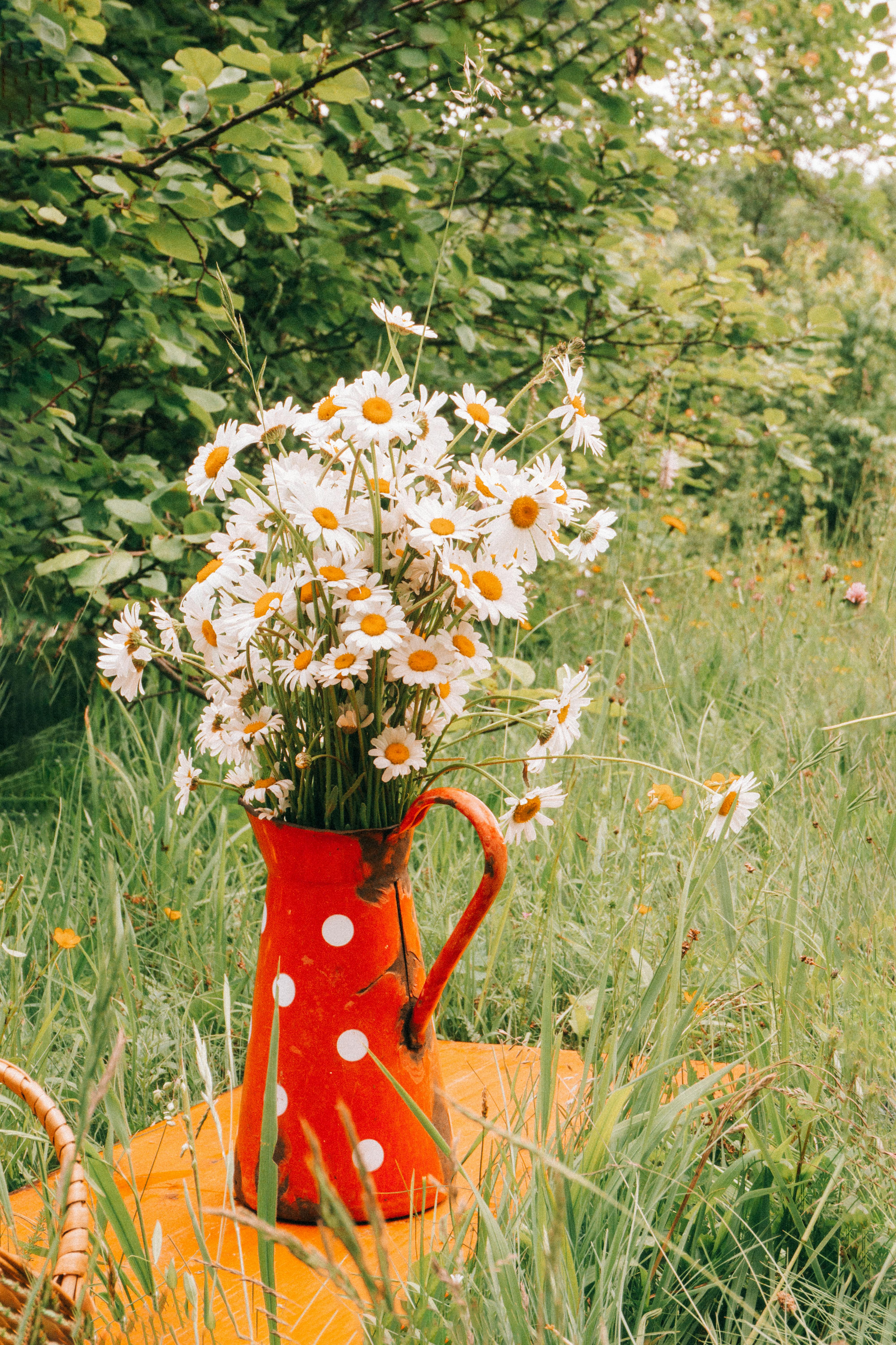Beautiful daisies in a red polka dot watering can on grass, embodying rustic outdoor charm.