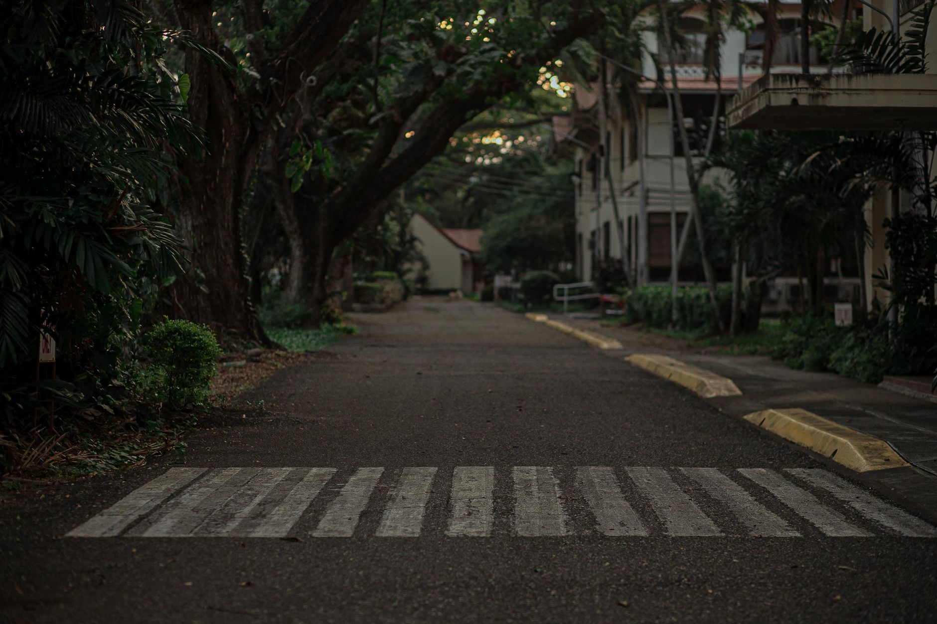 A quiet residential street at dusk with a concerned witness discreetly noting an alleged cockfighting location