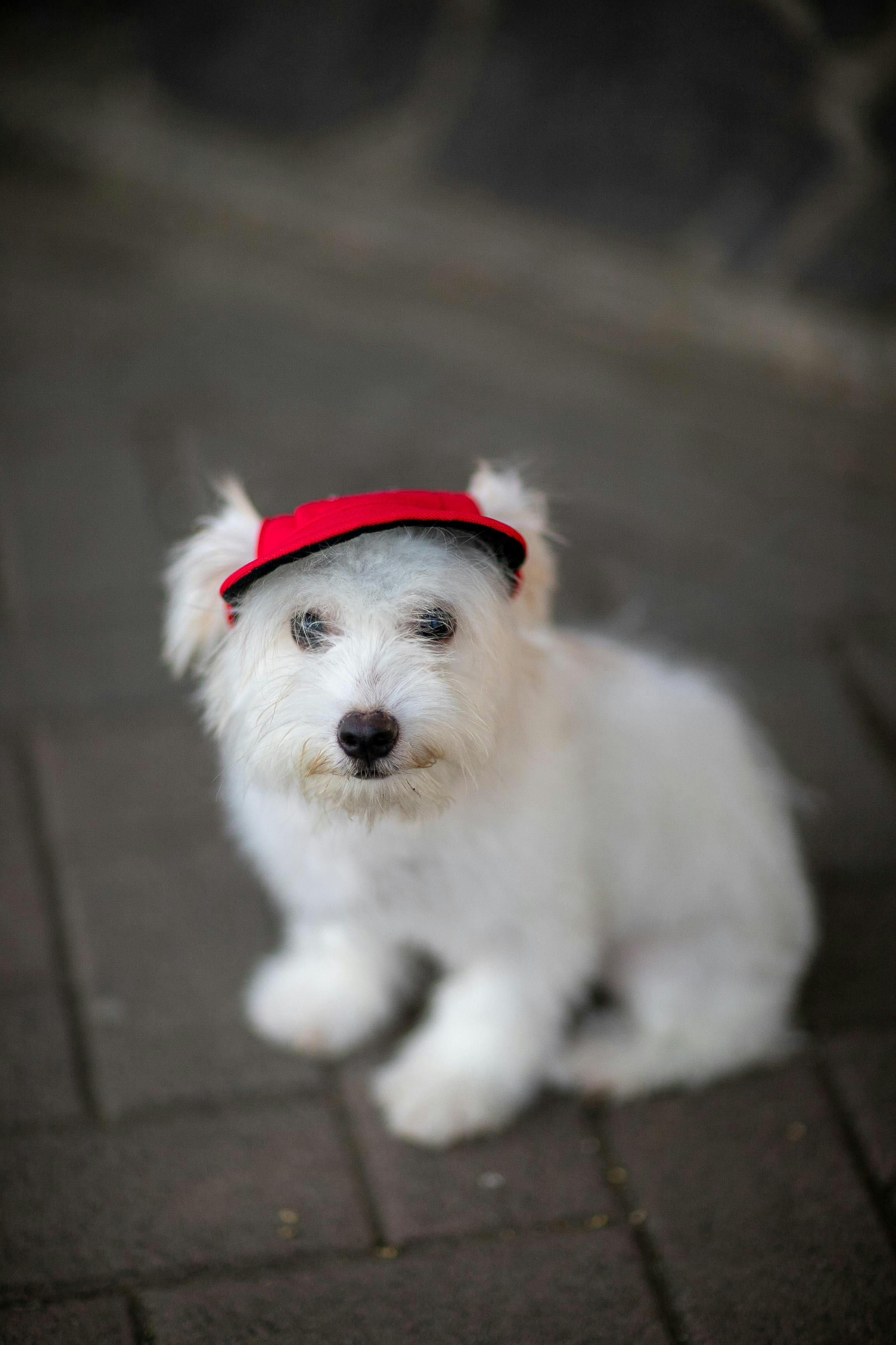 white dog sitting on ground wearing a pet cap