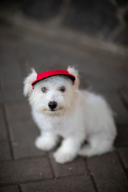 Free A cute white puppy wearing a red cap sits attentively on a paved surface. Stock Photo