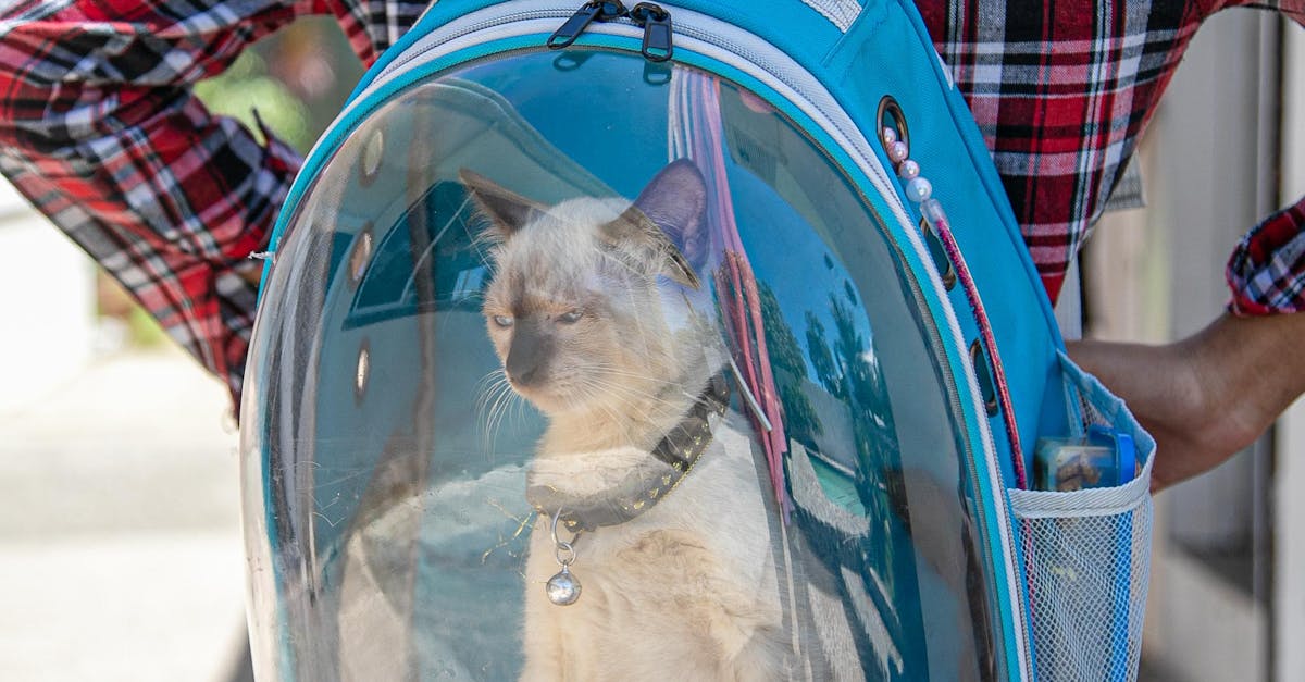 Woman Carrying Cat in Backpack Carrier