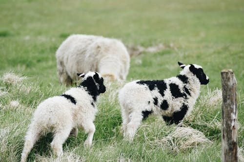 Free White and Black Sheep on Green Grass Field Stock Photo