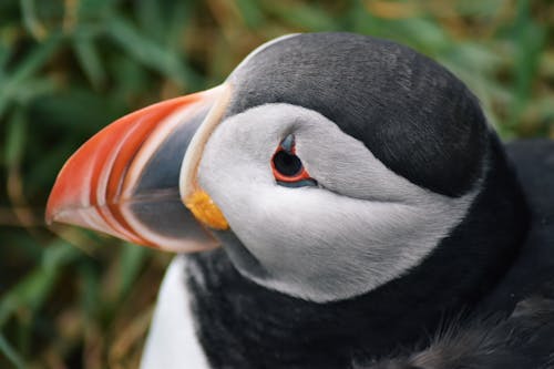 Close Up Shot of Black and White Penguin