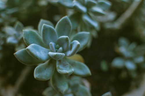 Free Detailed macro shot of a green succulent with a blurred background, highlighting its unique textures. Stock Photo