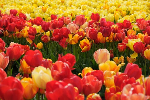 Red and Yellows Flowers in the Field