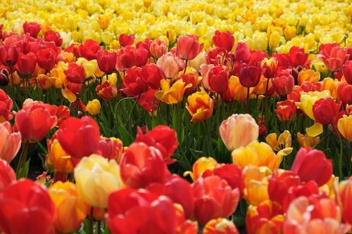 Free A stunning field of red and yellow tulips in full blossom, capturing spring's vibrant beauty. Stock Photo