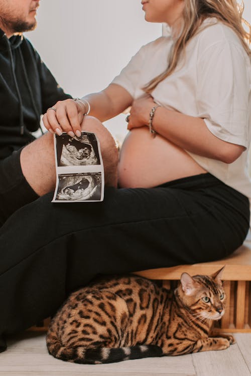 Foto d'estoc gratuïta de amor, animal domèstic, baby bump