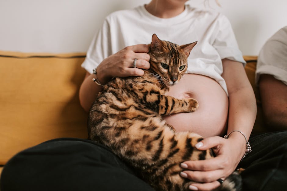 Pregnant Woman a Bengal Cat · Free Stock