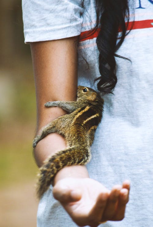 Selective Focus Photo of a Brown Squirrel on a Woman's Arm