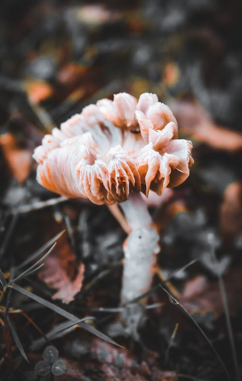 Selective Focus Photo of a White and Brown Wild Mushroom