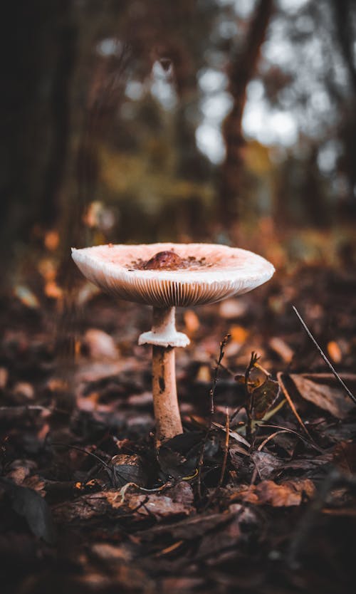 Close Up Photo of a Mushroom