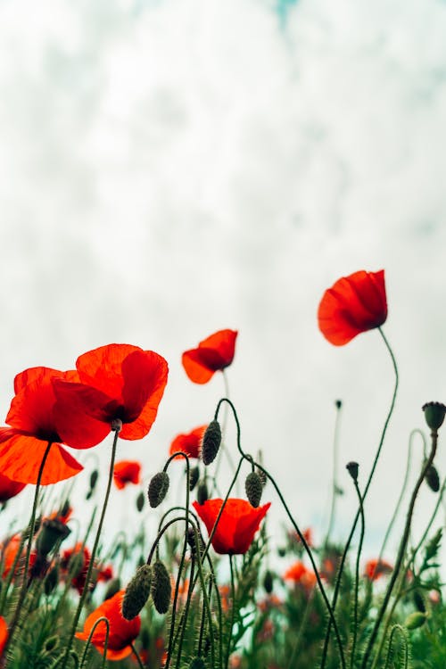 Free Close-up of Poppies Stock Photo