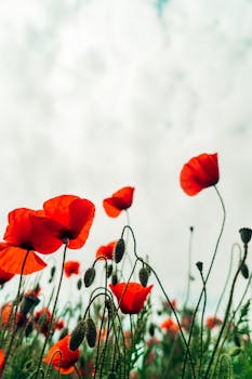 A beautiful shot of vivid red poppies stretching towards a cloudy sky, showcasing nature's elegance.