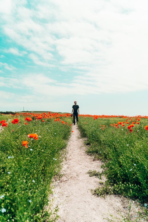 Man Walking in between Flower Field under Blue Sky