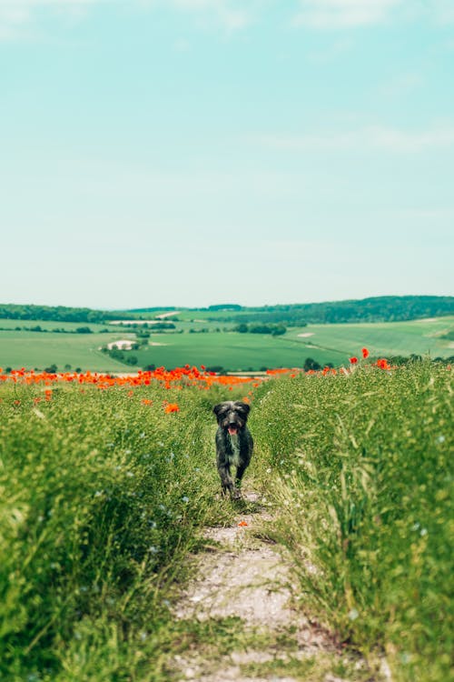 A Dog Walking on the Flower Field