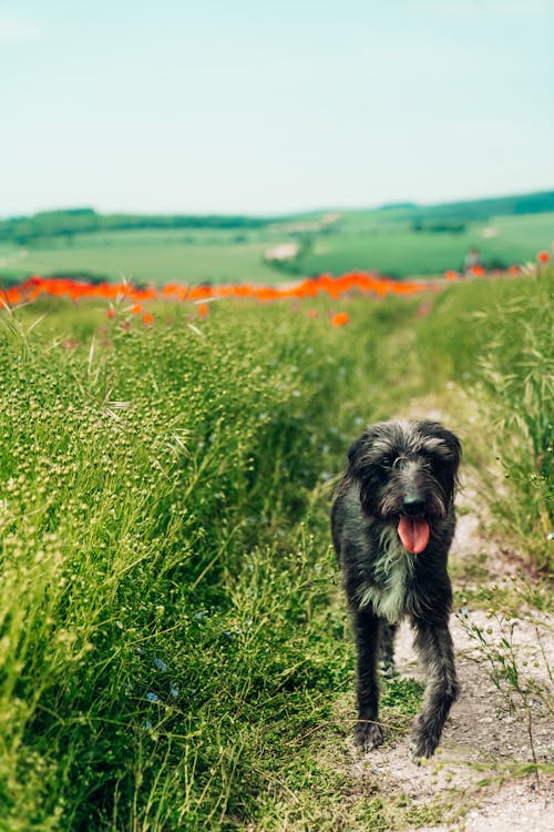 Black Dog Walking on Grass Field