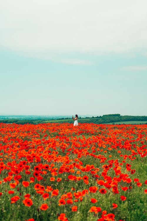 Woman in White Dress Walking on Red Flower Field