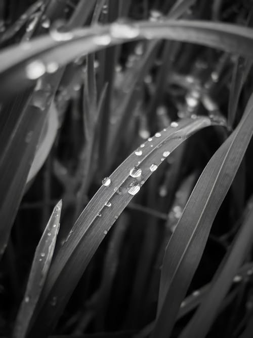 Grayscale Photo of Grass