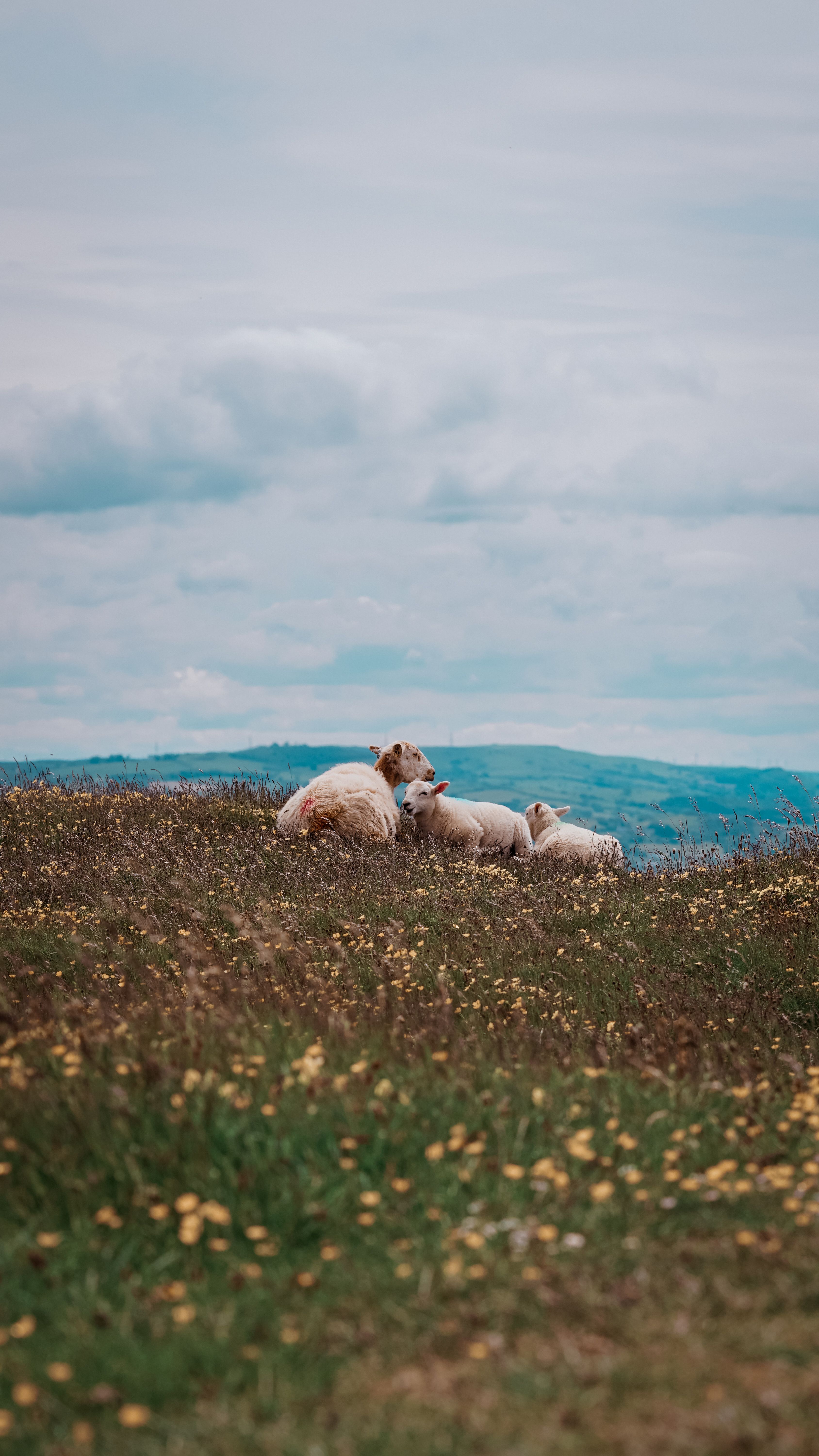 White Sheep on Green Grass Field · Free Stock Photo