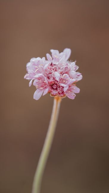 Detailed close-up of a blooming Armeria flower in Llandudno, Wales.