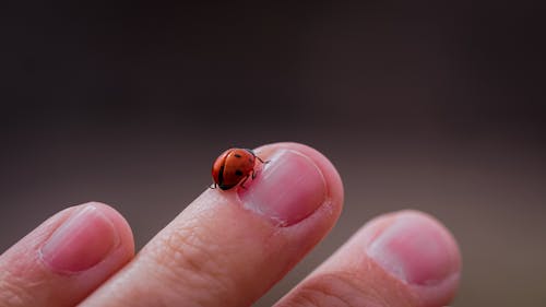 Macro Photography of a Ladybug on a Finger