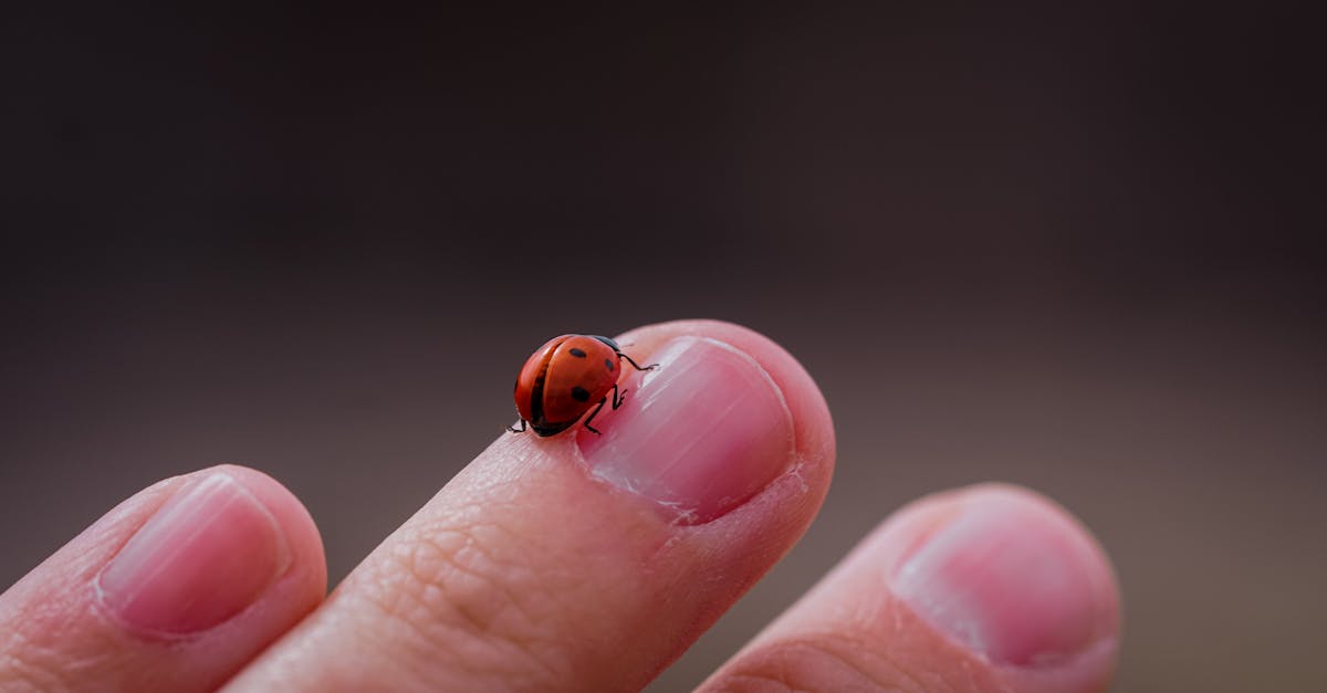 Macro Photography of a Ladybug on a Finger · Free Stock Photo