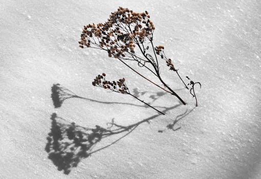 Dry plant casting a striking shadow on snow, capturing the essence of winter solitude.