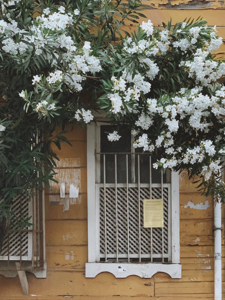 A Tree With White Flowers Covering The Metal Framed Window 