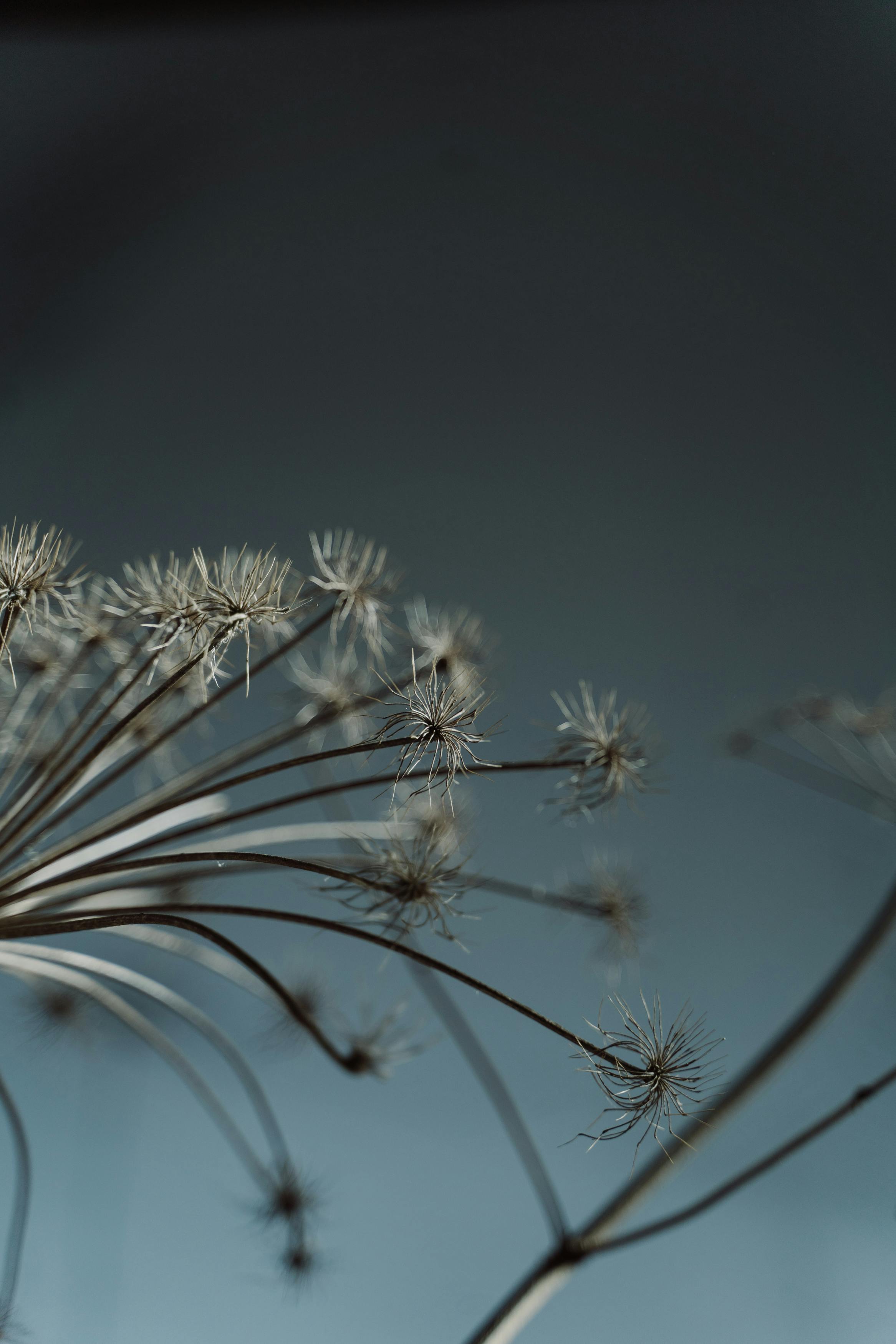 Dried Flowers in Close Up Photography · Free Stock Photo