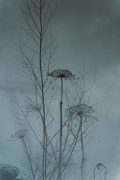 Бесплатное стоковое фото с hogweed, вертикальный выстрел, ветви